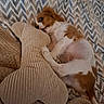 Birdy participe au concours pour gagner de l'argent avec cette photo : puppy, dog, brown_and_white, sleeping, lying_down, belly_up, pet, cushion, pillow, blanket, cozy, indoors, portrait, cute, relaxed, floppy_ears, white_fur, brown_fur, patterned_background, home