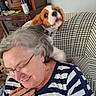 dog, woman, person, pet, cavalier_king_charles_spaniel, dog_face, human_face, laughing, smiling, indoor, home, couch, furniture, striped_shirt, collar, brown_and_white, portrait, close_up, motion_blur, happy