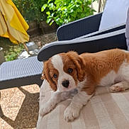 Birdy participe au concours pour gagner de l'argent avec cette photo : animal, backyard, brown, chair, cushion, cute, dog, fluffy, greenery, nature, outdoor, pet, plants, puppy, relaxing, resting, summer, sunlight, white, young