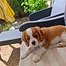 animal, backyard, brown, chair, cushion, cute, dog, fluffy, greenery, nature, outdoor, pet, plants, puppy, relaxing, resting, summer, sunlight, white, young