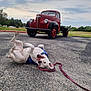 Salvati joined the competition — help win amazing prizes! dog, white_dog, playing, leash, harness, asphalt, vintage_truck, red_truck, black_fenders, outdoor, parking_lot, cloudy_sky, grass, trees, vehicle, transport, animal, pet, fun, happy