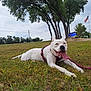 dog, white_dog, grass, leash, harness, outdoor, trees, flagpole, american_flag, sky, cloudy, panting, tongue_out, pet, canine, nature, park, resting, animal, daytime