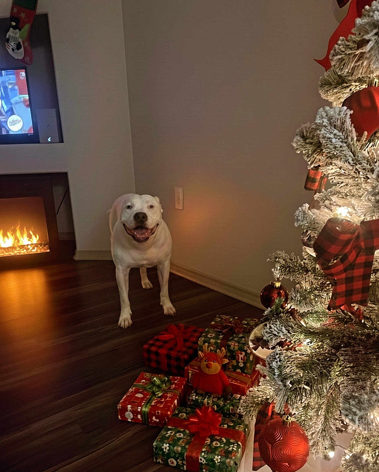 Salvati is registered to the contest to win money with this photo: dog, white_dog, christmas_tree, christmas_presents, fireplace, holiday_decorations, living_room, wooden_floor, festive, ornaments, lights, red_bow, plush_toy, smiling_dog, indoors, cozy, warm_lighting, wall_socket, blank_wall, decor