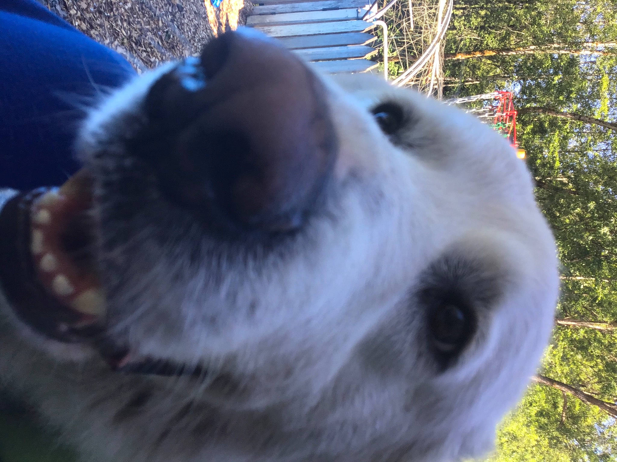 Angel joined the competition — help win amazing prizes! animal_shelter, canidae, carnivore, collar, companion_dog, dog, dog_breed, dog_collar, ear, fawn, fur, mammal, pet_supply, plant, snout, sporting_group, terrestrial_animal, tree, whiskers, working_animal