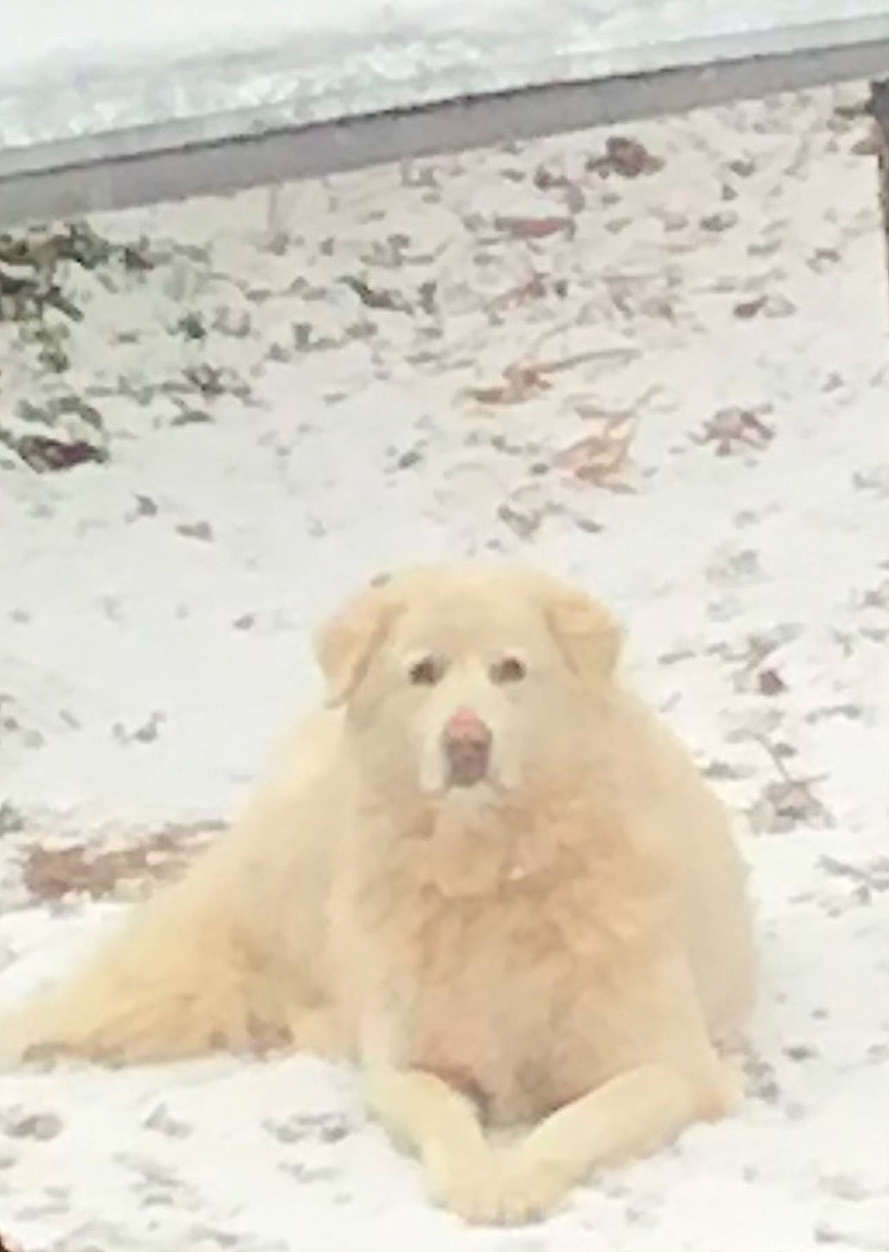 Angel joined the competition — help win amazing prizes! beach, canidae, carnivore, companion_dog, dog, dog_breed, great_pyrenees, non_sporting_group, sand, snout, snow, sporting_group, terrestrial_animal, winter, working_animal, working_dog