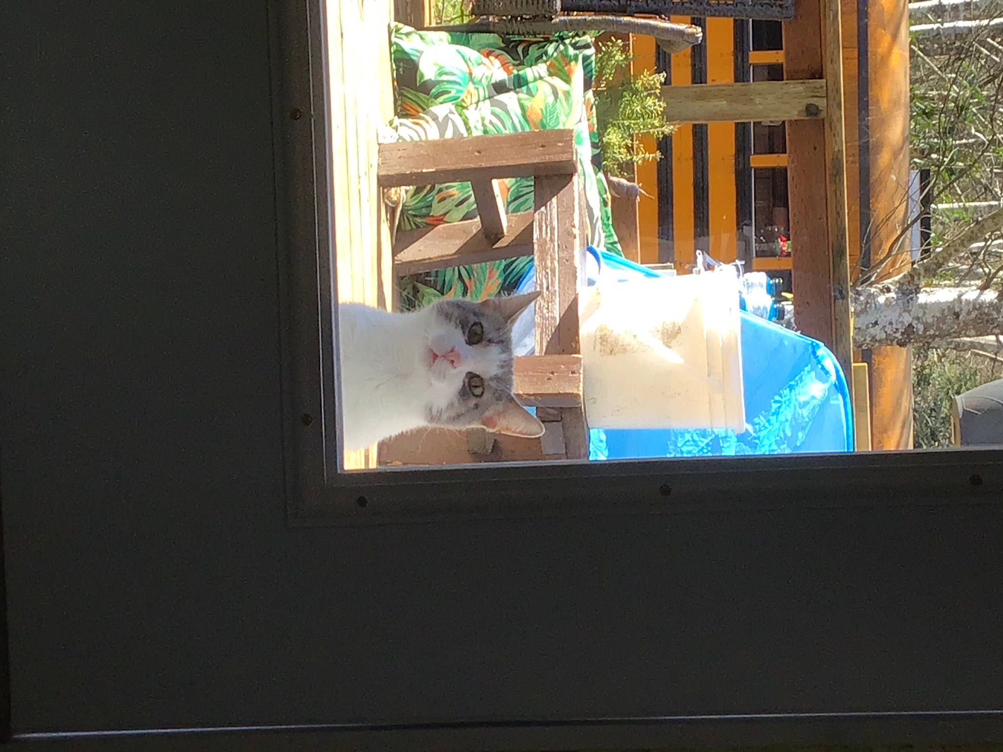 Pickles joined the competition — help win amazing prizes! chair, daylighting, display_device, felidae, flooring, glass, hardwood, house, linens, plant, rectangle, room, sash_window, transparent_material, visual_arts, window, wood