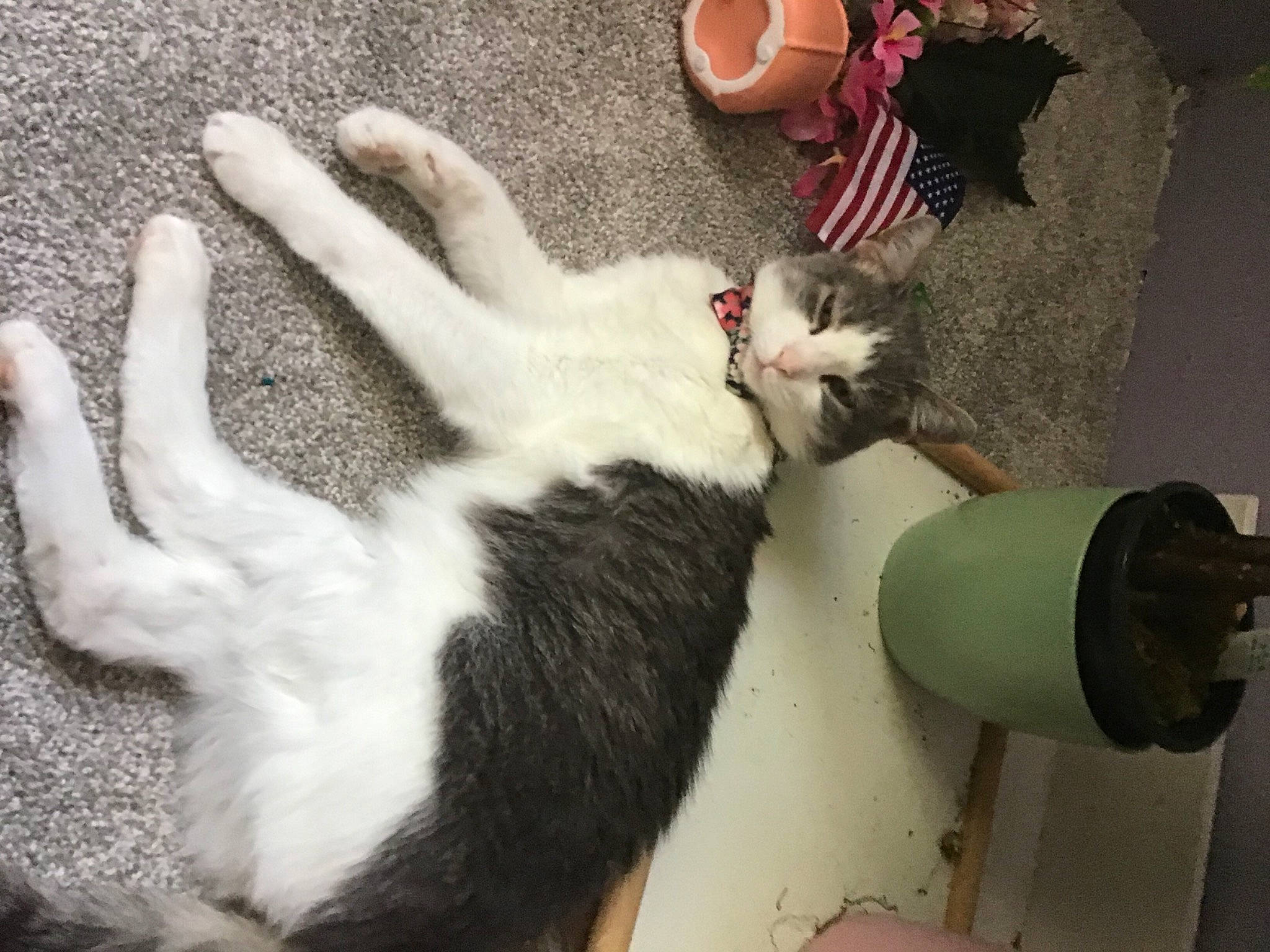 Pickles joined the competition — help win amazing prizes! carnivore, cat, claw, companion_dog, cylinder, dog_breed, domestic_short_haired_cat, felidae, fur, gesture, mammal, paw, small_to_medium_sized_cats, snout, sporting_group, tail, toy, tree, vertebrate, whiskers