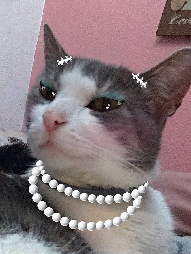 Pickles joined the competition — help win amazing prizes! body_jewelry, carnivore, cat, collar, dog_collar, domestic_short_haired_cat, ear, eye, eyelash, fashion_accessory, felidae, fur, jewellery, pet_supply, small_to_medium_sized_cats, snout, sunglasses, vertebrate, whiskers, working_animal