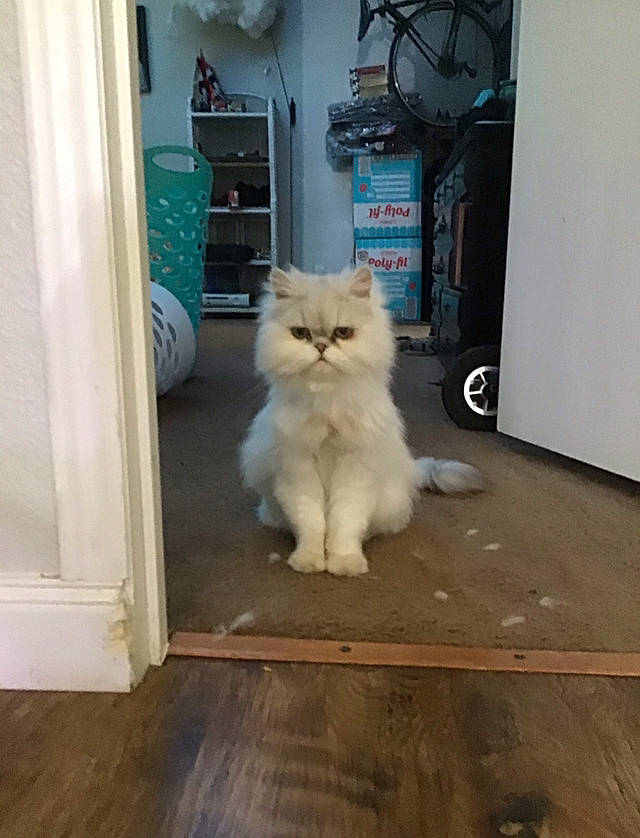 Yogi is registered to the contest to win money with this photo: cabinetry, carnivore, cat, chair, door, drawer, fawn, felidae, floor, flooring, fur, gas, hardwood, laminate_flooring, shelf, small_to_medium_sized_cats, tail, whiskers, wood, wood_stain