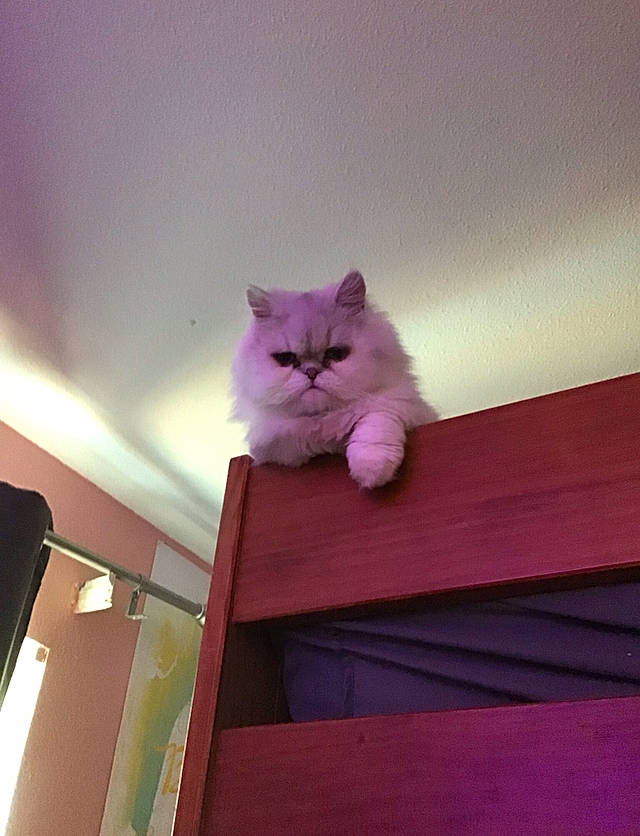 Yogi joined the competition — help win amazing prizes! carnivore, cat, ceiling, cloud, felidae, floor, flooring, fur, grey, hardwood, magenta, pink, purple, sky, small_to_medium_sized_cats, tail, textile, tints_and_shades, whiskers, wood