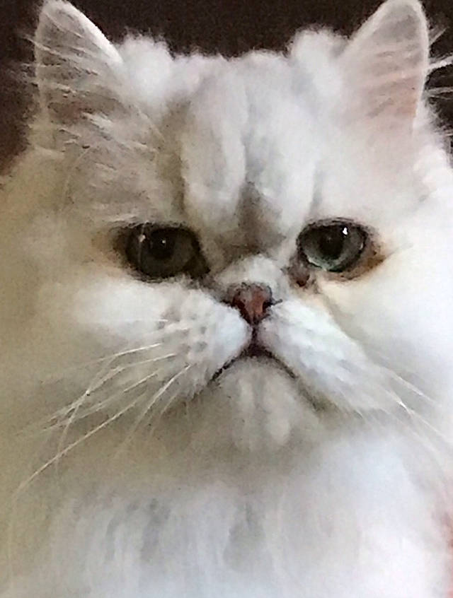 Yogi is registered to the contest to win money with this photo: british_longhair, carnivore, cat, close_up, fawn, felidae, fur, iris, paw, persian, small_to_medium_sized_cats, snout, terrestrial_animal, whiskers