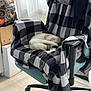 Ziggy participe au concours pour gagner de l'argent avec cette photo : cat, sleeping, chair, blanket, indoor, office_chair, checkered_pattern, cozy, pet, furniture, resting, curtains, natural_light, wood_floor, home, relaxing, domestic_animal, quiet, comfort, still_life