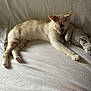 Ziggy participe au concours pour gagner de l'argent avec cette photo : cat, sleeping, plush_toy, soft_fabric, indoor, cozy, relaxed, pet, animal, feline, resting, light, shadows, comfort, cute, whiskers, paw, striped, tabby, napping