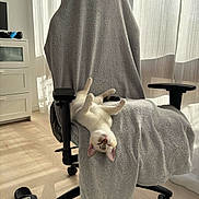 Ziggy a rejoint le concours — aidez-le/la à gagner de superbes lots ! cat, chair, towel, indoor, sunlight, floor, nike, slide, curtains, relaxing, pet, furniture, cozy, white, black, wooden_floor, home, resting, comfortable, daylight