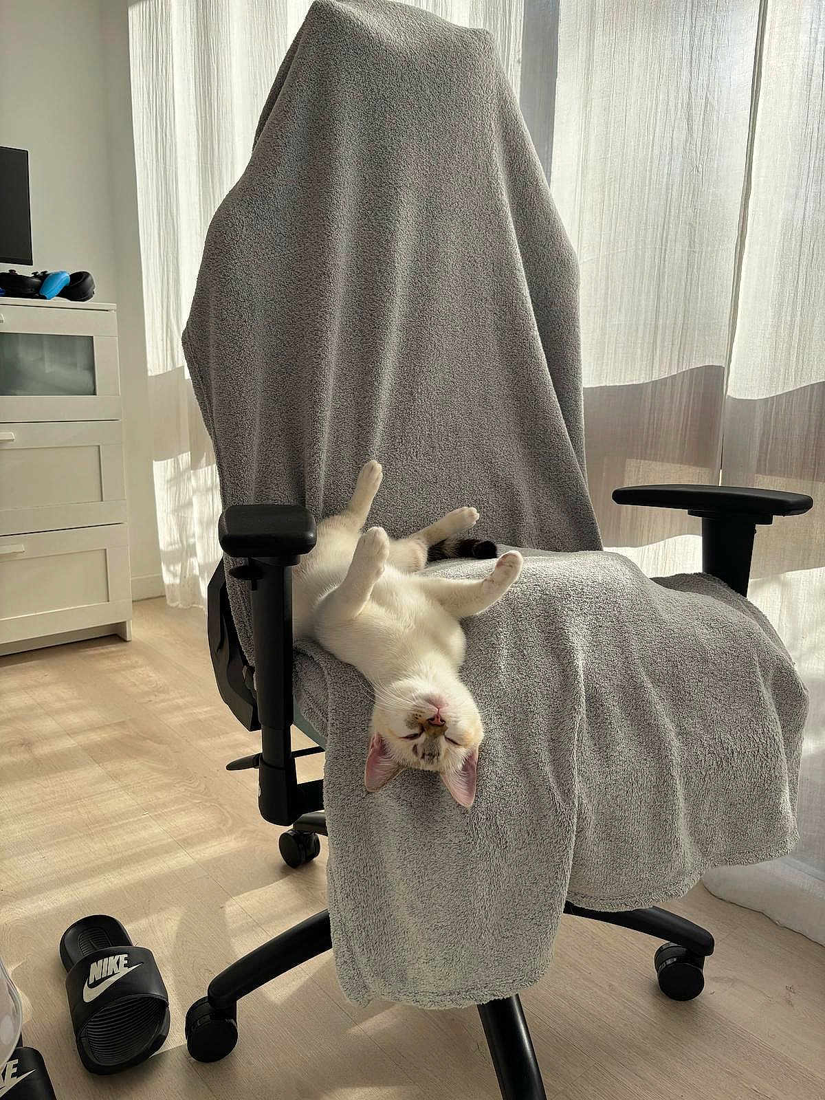 Ziggy a rejoint le concours — aidez-le/la à gagner de superbes lots ! cat, chair, towel, indoor, sunlight, floor, nike, slide, curtains, relaxing, pet, furniture, cozy, white, black, wooden_floor, home, resting, comfortable, daylight