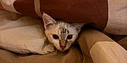 Ziggy a rejoint le concours — aidez-le/la à gagner de superbes lots ! cat, kitten, bed, blanket, cozy, indoor, pet, fur, whiskers, curious, peek, rest, sleepy, comfort, brown, beige, head, cute, domestic, animal