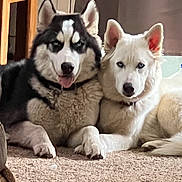 Sky Blu joined the competition — help win amazing prizes! animal, canine, carpet, close_up, companion, cute, dog, domestic, ears, eyes, friendship, fur, home, husky, indoor, laying, pet, portrait, resting, two_dogs