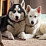 animal, canine, carpet, close_up, companion, cute, dog, domestic, ears, eyes, friendship, fur, home, husky, indoor, laying, pet, portrait, resting, two_dogs
