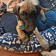 Essy joined the competition — help win amazing prizes! animal, blanket, bones_pattern, canine, collar, cozy, curious, cute, dog, dog_bed, floor, indoor, looking_up, paw_prints, pet, puppy, resting, tag, two_dogs, wood_floor