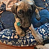animal, blanket, bones_pattern, canine, collar, cozy, curious, cute, dog, dog_bed, floor, indoor, looking_up, paw_prints, pet, puppy, resting, tag, two_dogs, wood_floor