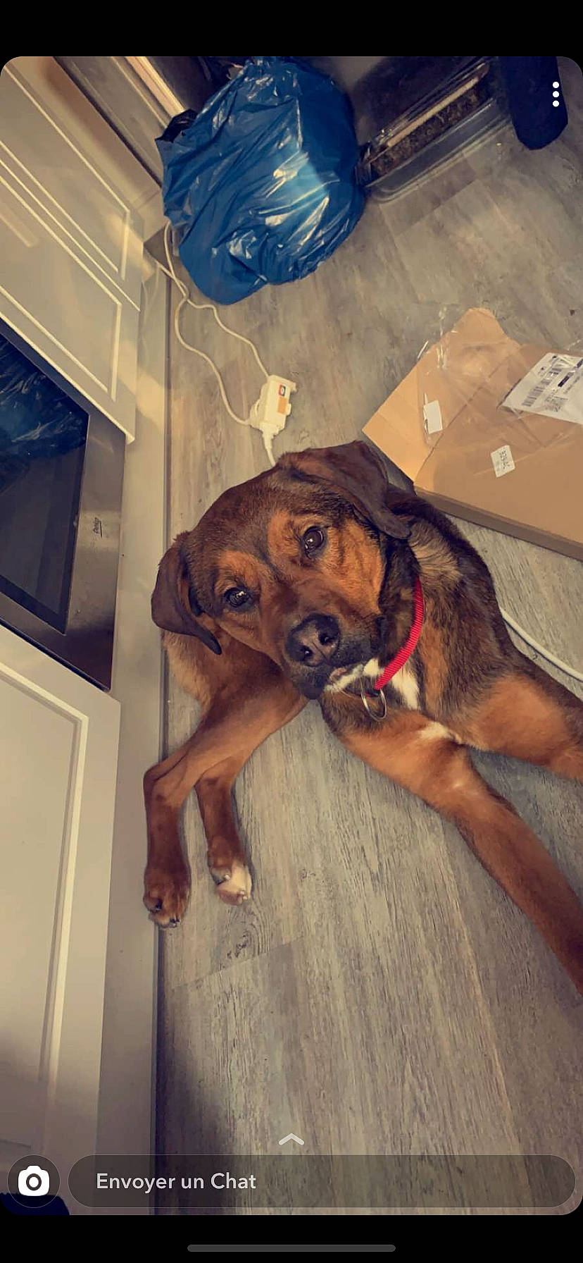 Zarko participe au concours pour gagner de l'argent avec cette photo : beagador, canidae, carnivore, coonhound, dog, dog_breed, fawn, hound, hunting_dog, mammal, polish_hound, redbone_coonhound, rhodesian_ridgeback, snout, sporting_group, tyrolean_hound