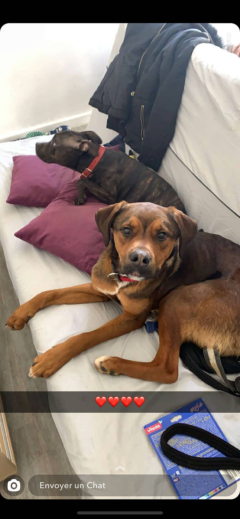 Zarko a rejoint le concours — aidez-le/la à gagner de superbes lots ! canidae, carnivore, companion_dog, dog, dog_breed, fawn, rhodesian_ridgeback, snout, sporting_group