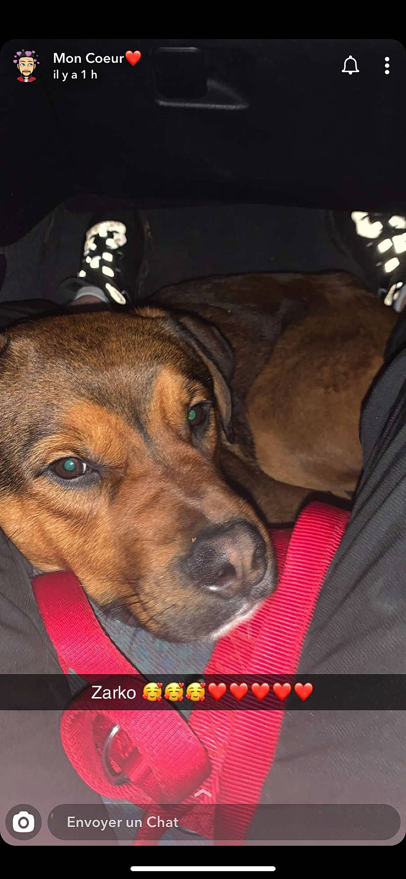 Zarko participe au concours pour gagner de l'argent avec cette photo : canidae, carnivore, dog, dog_breed, fawn, mammal, nose, rare_breed_dog, rhodesian_ridgeback, snout, vertebrate