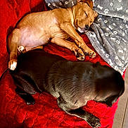 Ava participe au concours pour gagner de l'argent avec cette photo : dog, puppy, sleeping, blanket, red_blanket, grey_blanket, paw_print, indoor, pet, cozy, resting, animal, fur, cute, companion, relaxing, two_dogs, brown_dog, black_dog, tile_floor