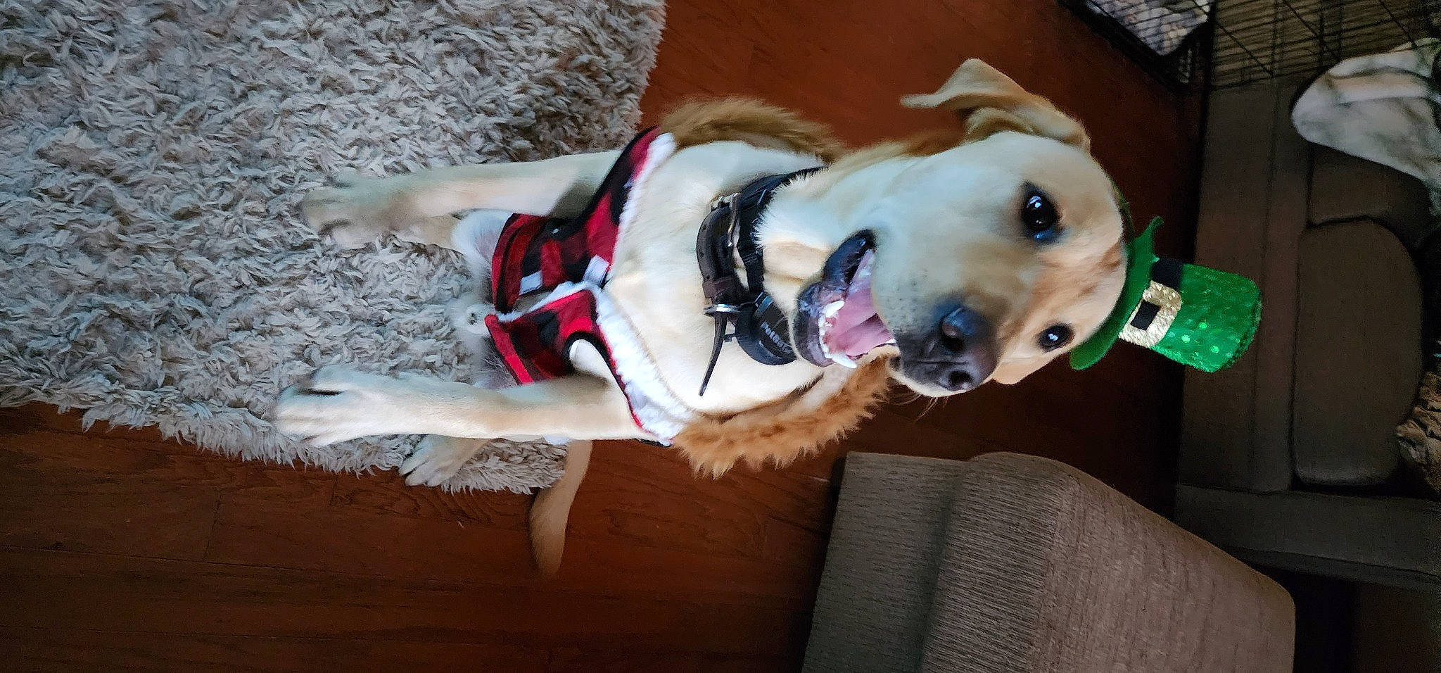 Charlie joined the competition — help win amazing prizes! canidae, carnivore, collar, companion_dog, dog, dog_breed, dog_clothes, dog_collar, dog_supply, fashion_accessory, fawn, fur, leash, party_hat, personal_protective_equipment, pet_supply, snout, sporting_group, whiskers, working_animal