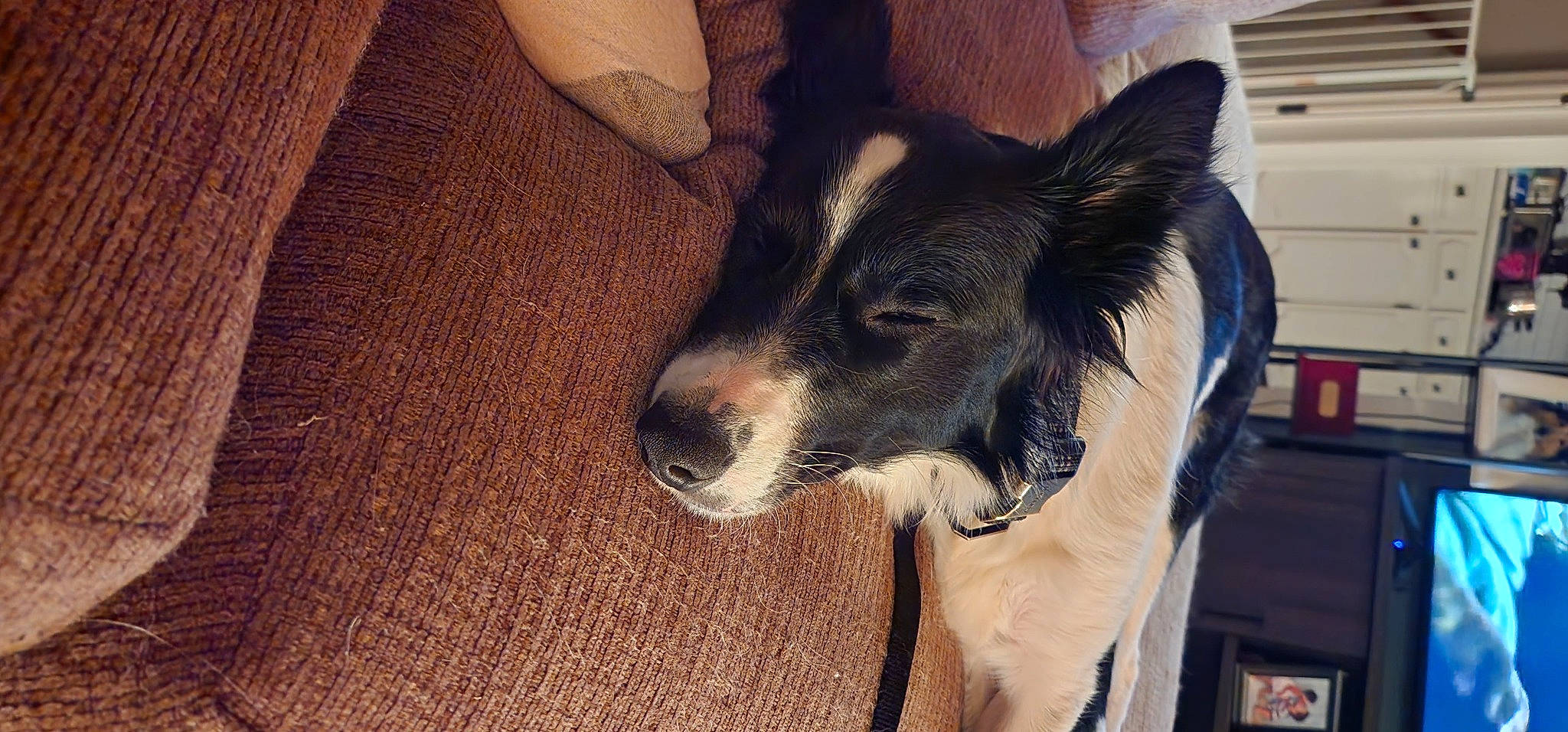 Novaline Mae is registered to the contest to win money with this photo: canidae, carnivore, collar, companion_dog, dog, dog_breed, foot, fur, hardwood, herding_dog, human_leg, sitting, snout, sporting_group, terrestrial_animal, texas_heeler, whiskers, wood, working_animal, working_dog