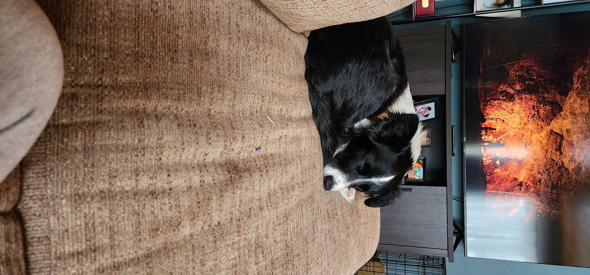 Novaline Mae is registered to the contest to win money with this photo: bovine, canidae, dairy, dog_breed, door, flooring, fur, hardwood, human_leg, livestock, snout, sporting_group, tail, terrestrial_animal, whiskers, wood, working_animal