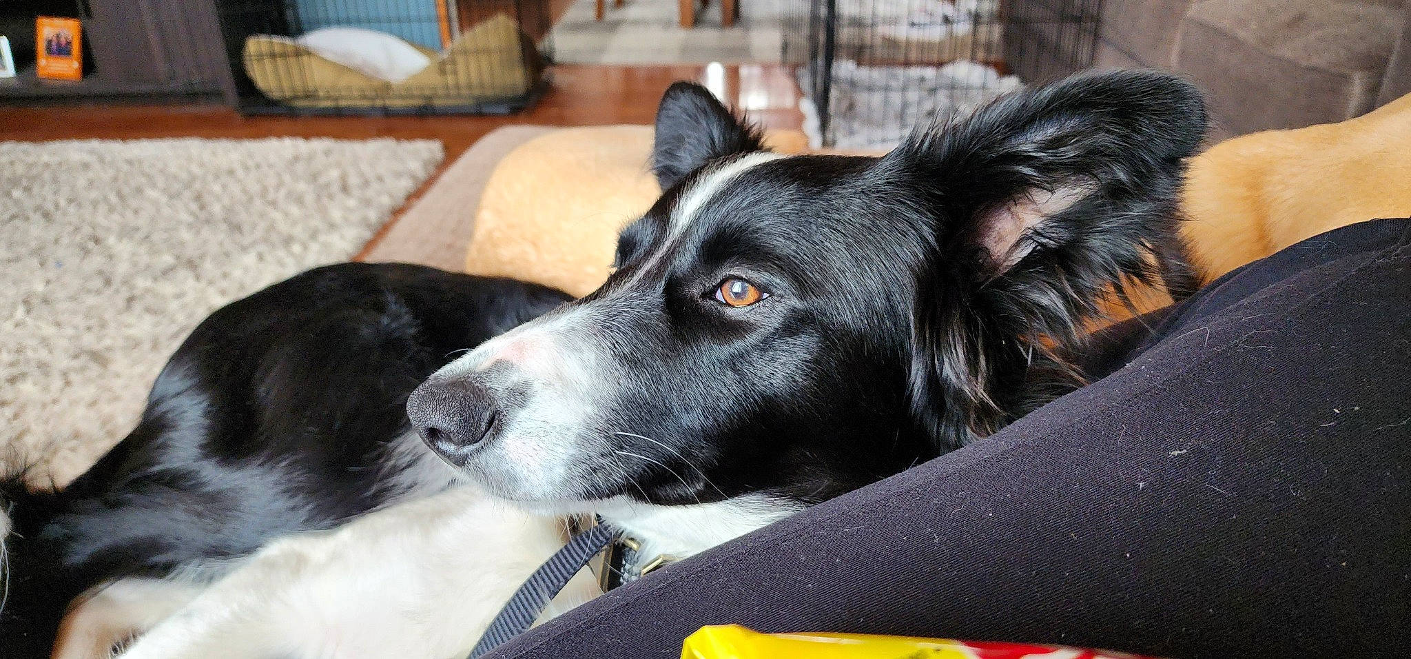 Novaline Mae is registered to the contest to win money with this photo: canidae, carnivore, collar, companion_dog, dog, dog_breed, fur, herding_dog, mcnab, non_sporting_group, siberian_husky, sporting_group, whiskers, working_animal, working_dog