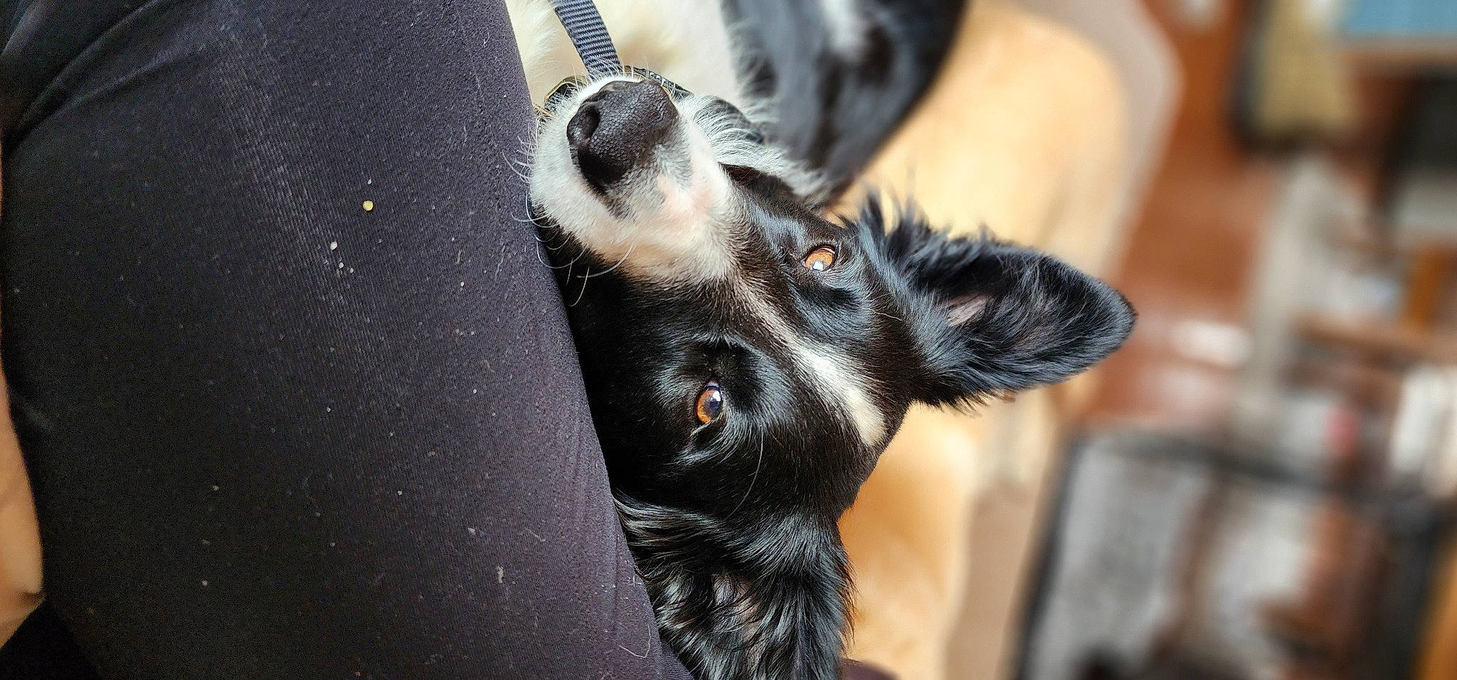 Novaline Mae is registered to the contest to win money with this photo: carnivore, claw, companion_dog, dog, dog_breed, ear, eyelash, foot, fur, human_leg, nail, paw, snout, sporting_group, terrestrial_animal, whiskers, wildlife, working_animal