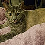cat, gray_cat, pet, animal, feline, fur, whiskers, eyes, blanket, pink_blanket, cozy, indoor, relaxed, resting, closeup, mammal, cute, domestic_animal, laying, comfortable