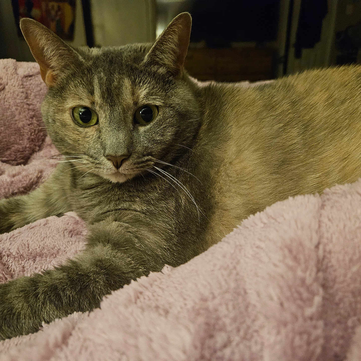 Sissy Truelove is registered to the contest to win money with this photo: animal, blanket, cat, closeup, comfortable, cozy, cute, domestic_animal, eyes, feline, fur, gray_cat, indoor, laying, mammal, pet, pink_blanket, relaxed, resting, whiskers
