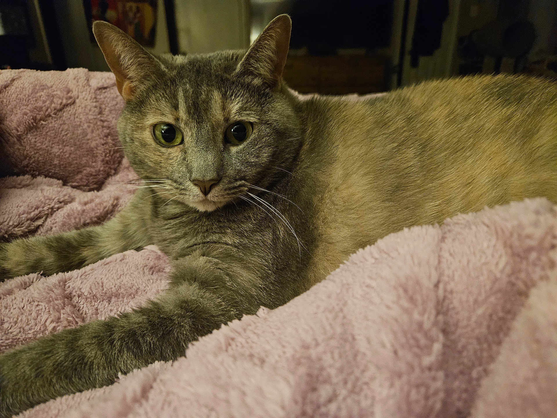 Sissy Truelove is registered to the contest to win money with this photo: cat, gray_cat, pet, animal, feline, fur, whiskers, eyes, blanket, pink_blanket, cozy, indoor, relaxed, resting, closeup, mammal, cute, domestic_animal, laying, comfortable