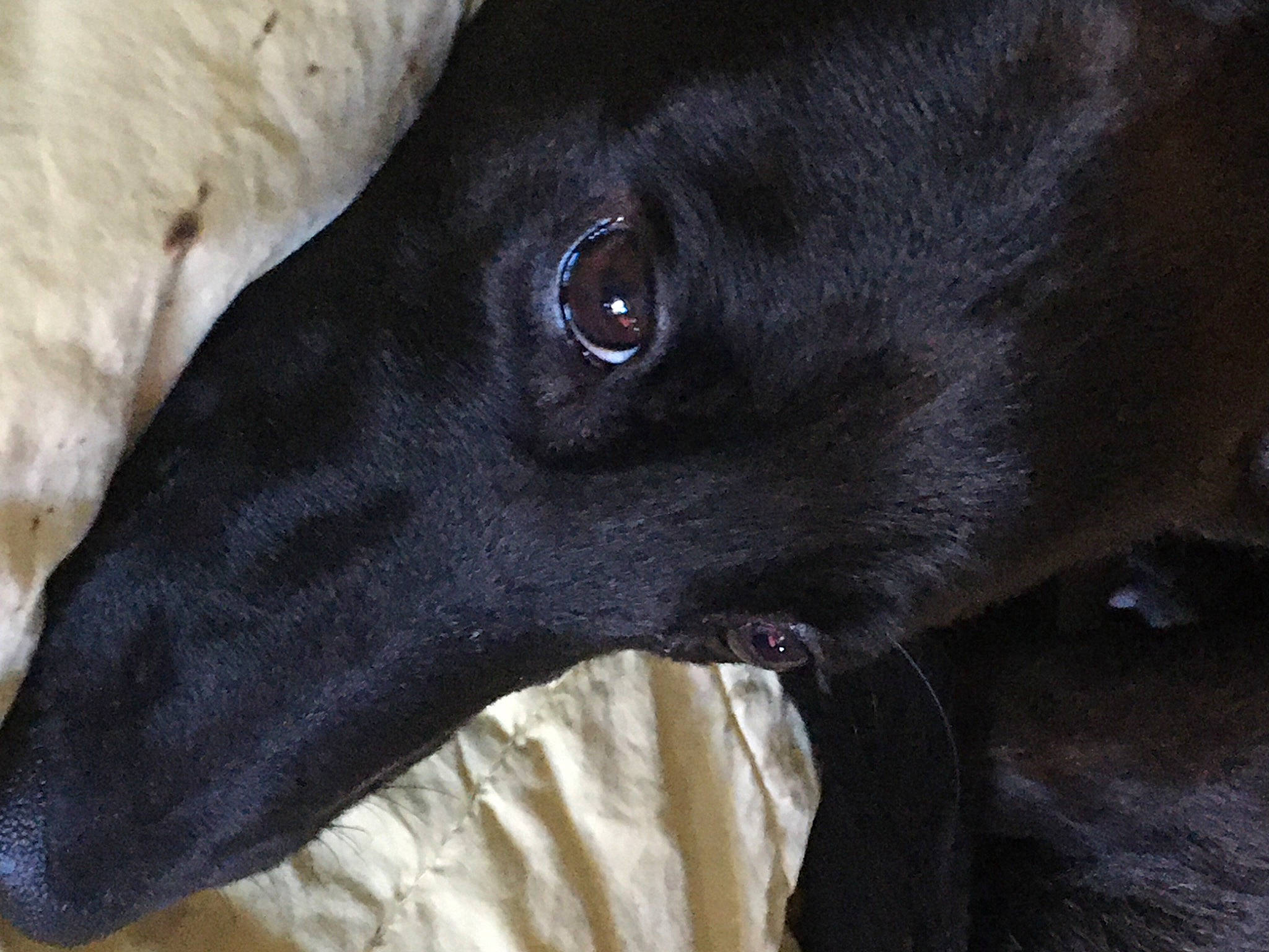 Penny joined the competition — help win amazing prizes! borador, canidae, carnivore, dog, dog_breed, formosan_mountain_dog, galgo_espanol, greyhound, labrador_retriever, snout, sporting_group, street_dog, whiskers