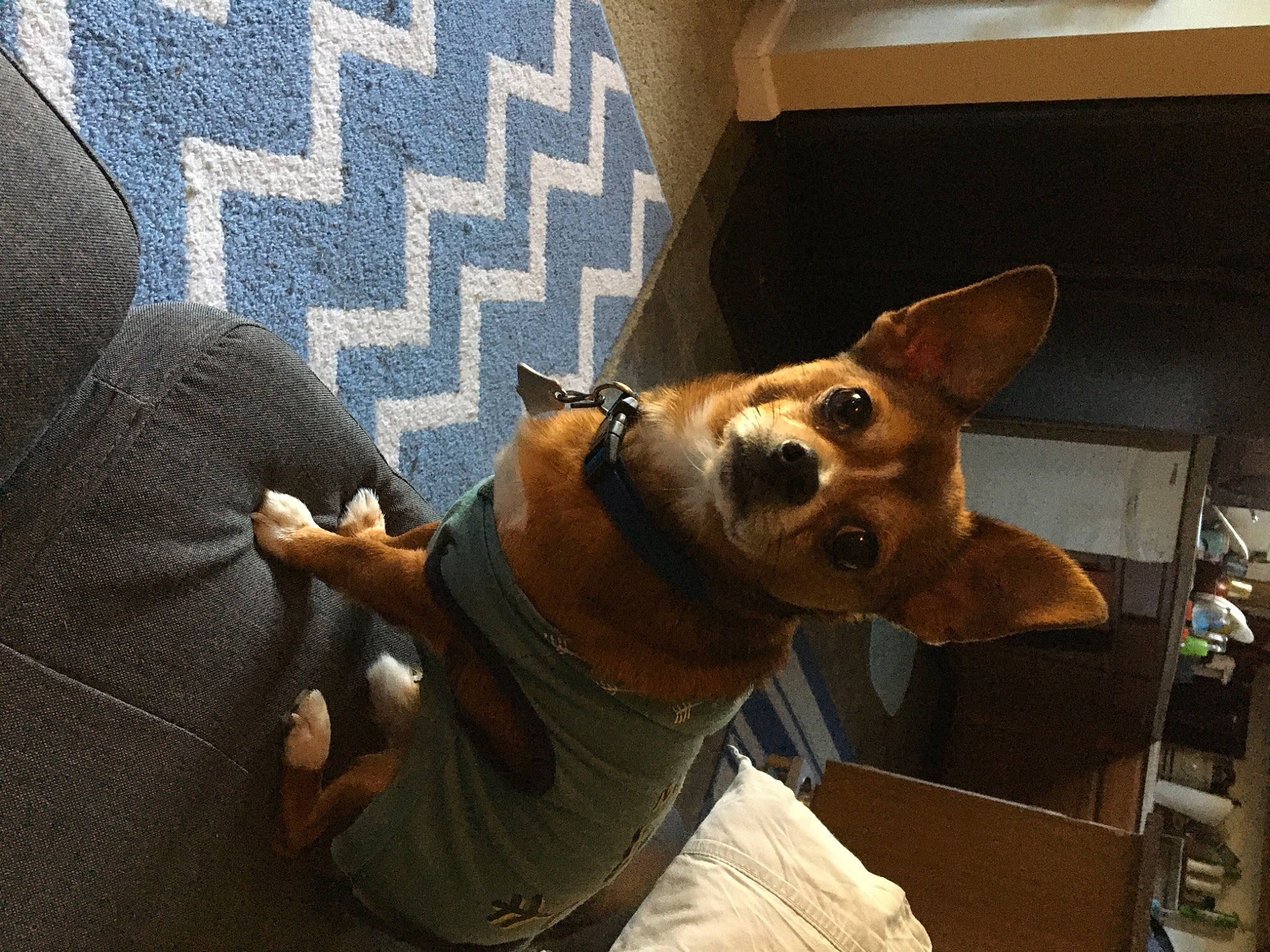 Henry joined the competition — help win amazing prizes! aspin, basenji, canidae, carnivore, corgi_chihuahua, dog, dog_breed, ear, fawn, mammal, miniature_fox_terrier, snout, teddy_roosevelt_terrier, toy_dog, toy_fox_terrier, vertebrate