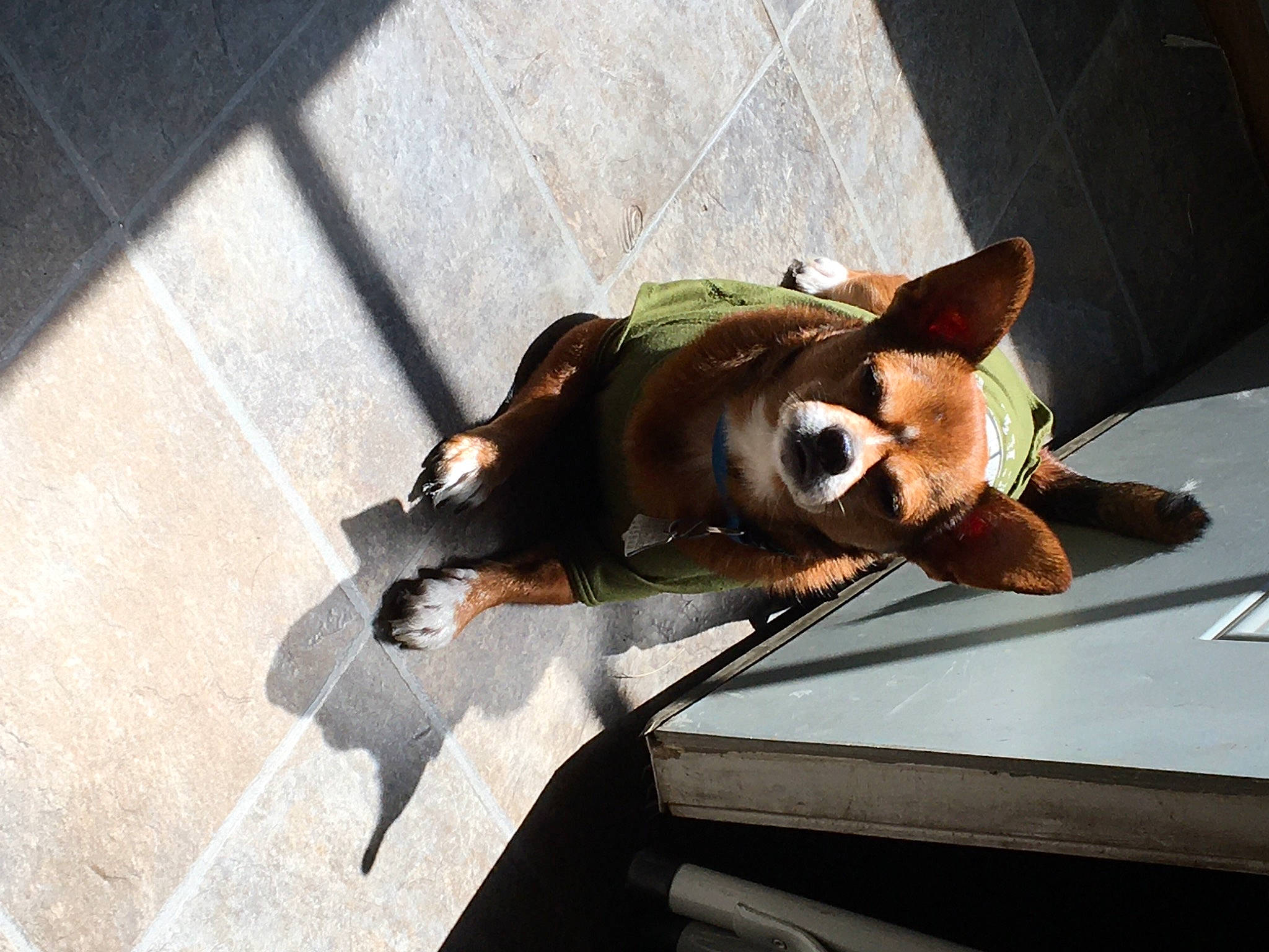 Henry is registered to the contest to win money with this photo: boston_terrier, canidae, carnivore, cat, dog, dog_breed, ear, fawn, felidae, mammal, snout, whiskers