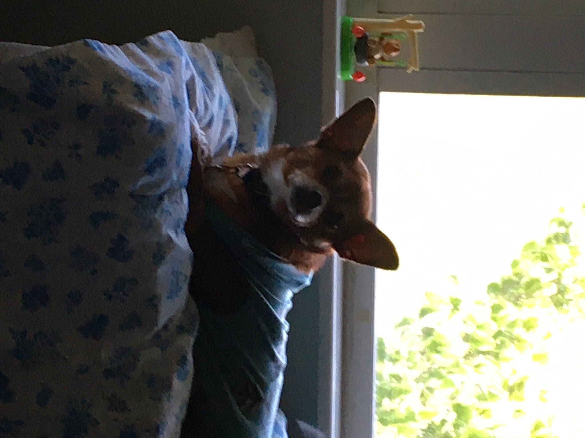 Henry joined the competition — help win amazing prizes! carnivore, cat, devon_rex, felidae, mammal, oriental_shorthair, small_to_medium_sized_cats, vertebrate, whiskers