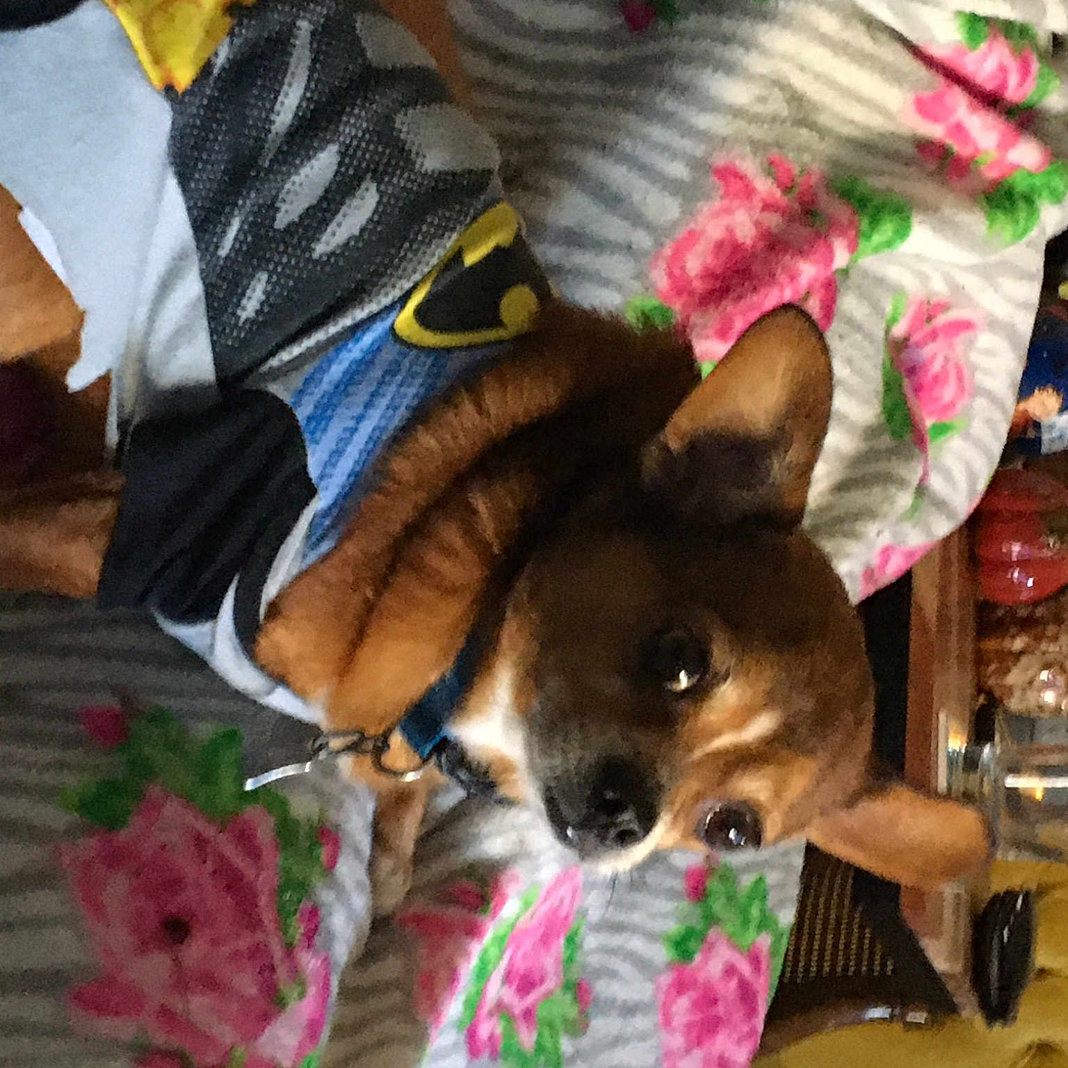 Henry joined the competition — help win amazing prizes! canidae, carnivore, chihuahua, companion_dog, dog, dog_breed, fawn, mammal, pembroke_welsh_corgi, puppy, snout, sporting_group, vertebrate