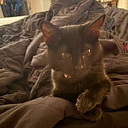Luna joined the competition — help win amazing prizes! animal, bed, bedroom, black_cat, blanket, cat, cozy, ears, eyes, feline, fur, home, indoors, lounging, paws, pet, portrait, sleeping, warm_lighting, whiskers