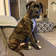 Thanos participe au concours pour gagner de l'argent avec cette photo : animal, brindle, couch, cozy, curtains, dog, door, floor_tiles, furniture, home, indoor, living_room, ottoman, patterned, paw, pet, puppy, sitting, tail, window