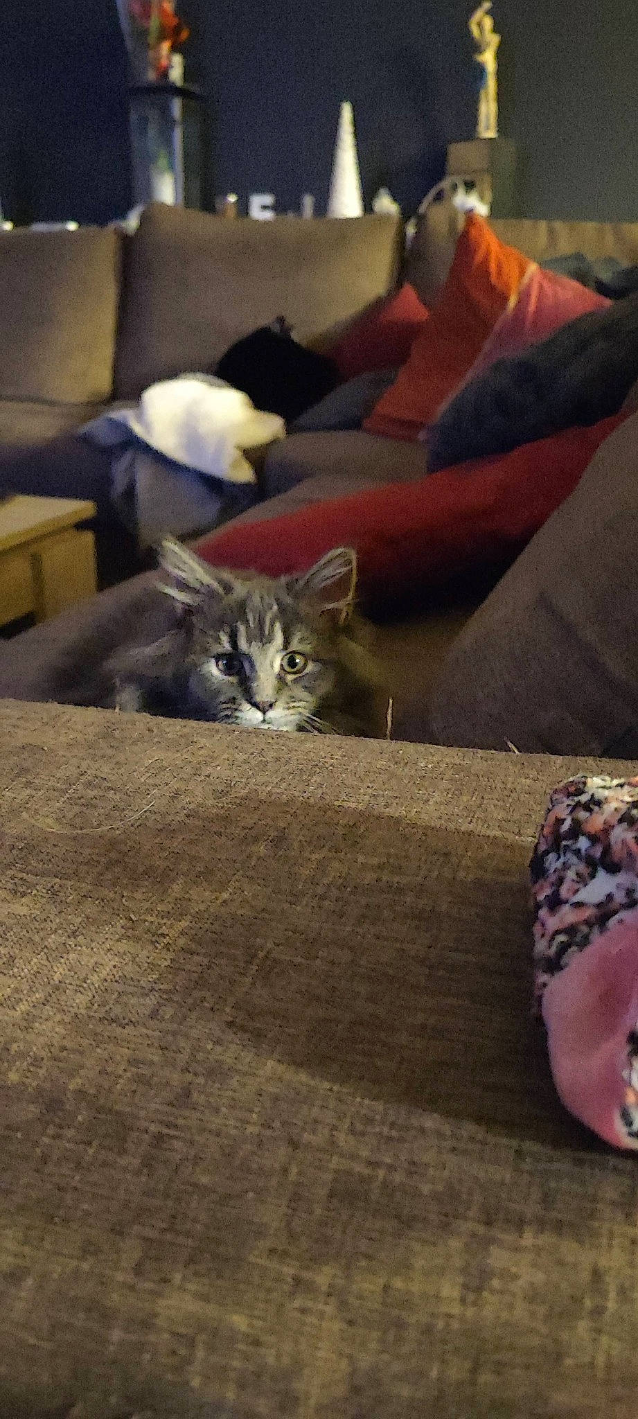 Osiris a rejoint le concours — aidez-le/la à gagner de superbes lots ! carnivore, cat, comfort, couch, domestic_short_haired_cat, felidae, flooring, foot, fur, grey, hardwood, human_leg, mammal, room, sitting, small_to_medium_sized_cats, tail, vertebrate, whiskers, wood