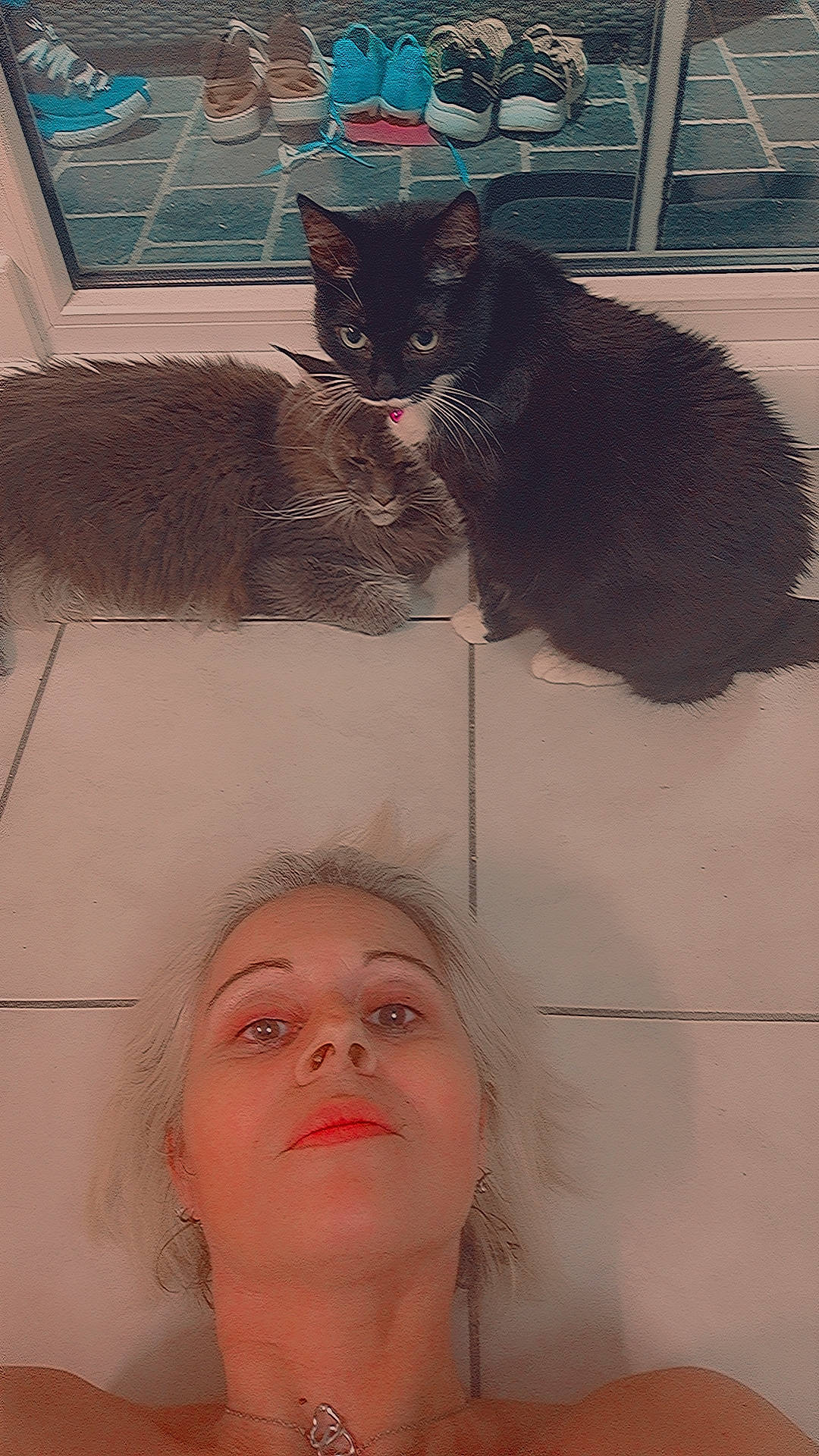 Osiris a rejoint le concours — aidez-le/la à gagner de superbes lots ! carnivore, cat, domestic_short_haired_cat, eyelash, felidae, fur, gesture, happy, iris, jaw, leg, mammal, paw, selfie, small_to_medium_sized_cats, snout, tail, vertebrate, whiskers, white