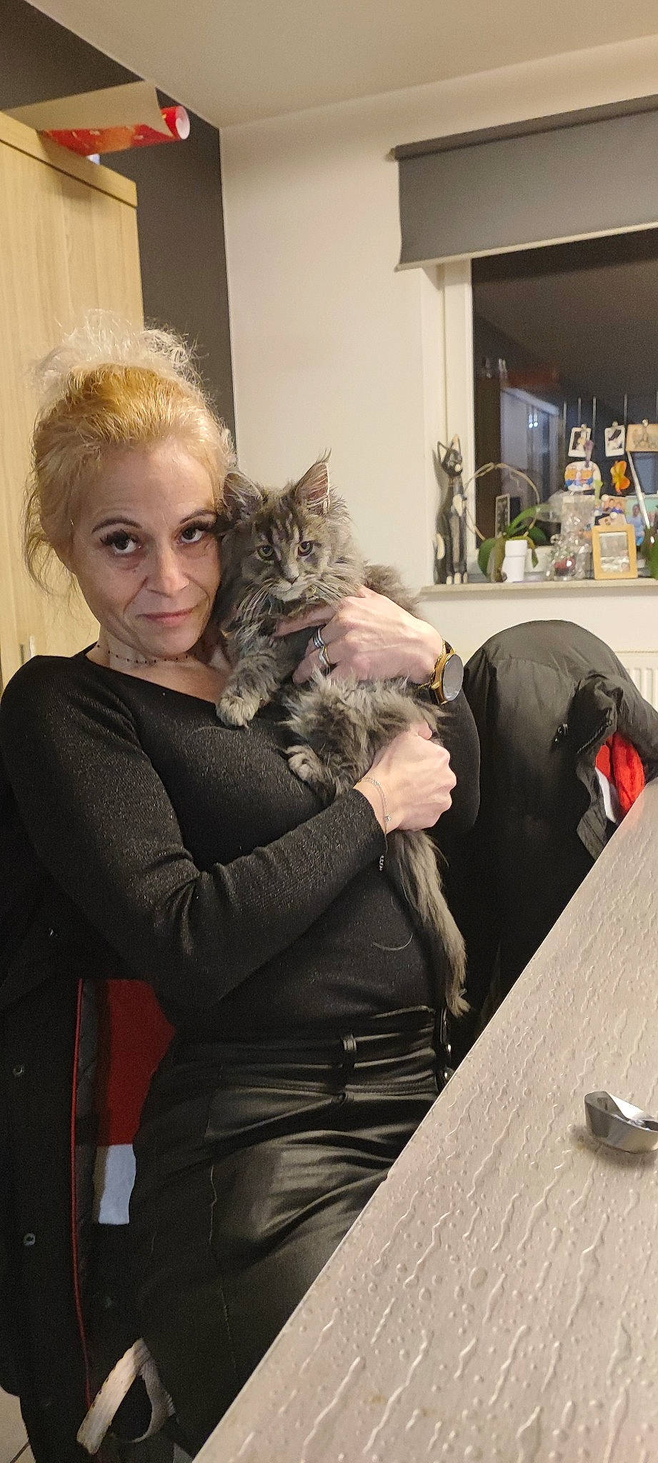 Osiris participe au concours pour gagner de l'argent avec cette photo : carnivore, cat, comfort, companion_dog, domestic_short_haired_cat, event, fawn, felidae, formal_wear, fur, grey, houseplant, lap, room, shoulder, sitting, small_to_medium_sized_cats, table, whiskers