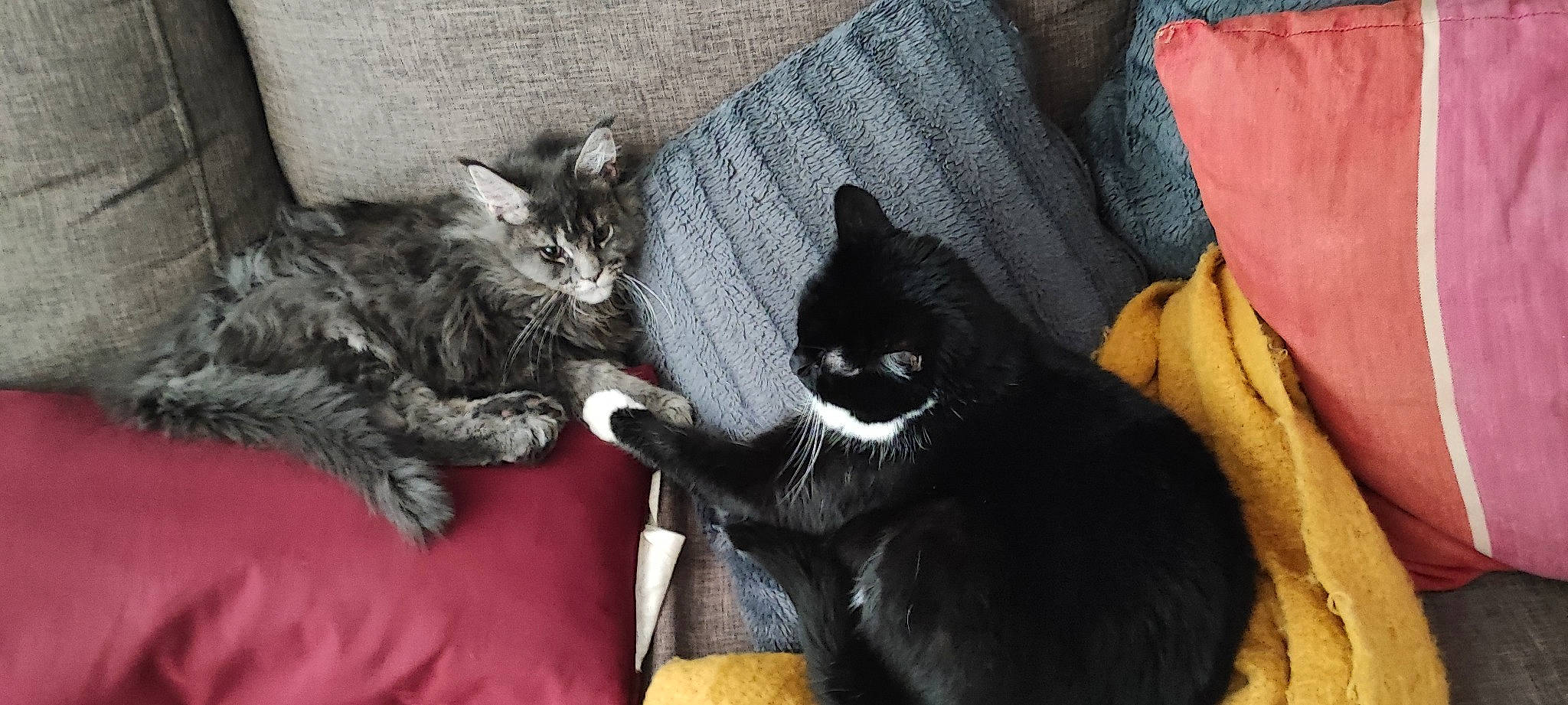 Tessa a rejoint le concours — aidez-le/la à gagner de superbes lots ! black_cat, bombay, carnivore, cat, claw, comfort, couch, domestic_short_haired_cat, felidae, fur, grey, paw, sitting, small_to_medium_sized_cats, snout, tail, vertebrate, whiskers