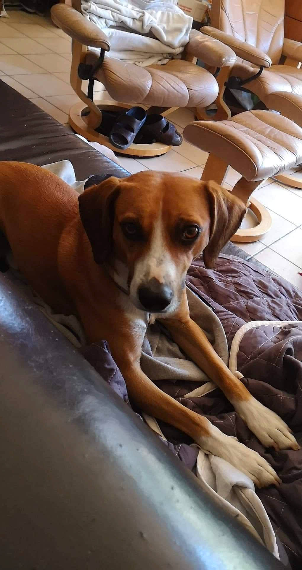 Moucky a rejoint le concours — aidez-le/la à gagner de superbes lots ! american_foxhound, beagle, canidae, carnivore, companion_dog, dog, dog_breed, english_foxhound, fawn, harrier, hound, mammal, portuguese_pointer, rare_breed_dog, rhodesian_ridgeback, snout, sporting_group, vertebrate