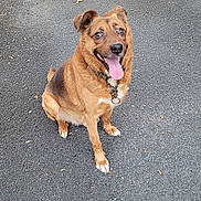 Pacha a rejoint le concours — aidez-le/la à gagner de superbes lots ! dog, sitting, tongue_out, happy, brown_fur, black_fur, collar, outdoor, asphalt, pet, canine, animal, friendly, smiling, ears_up, pavement, cute, domestic_animal, playful, leash