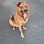animal, asphalt, black_fur, brown_fur, canine, collar, cute, dog, domestic_animal, ears_up, friendly, happy, leash, outdoor, pavement, pet, playful, sitting, smiling, tongue_out